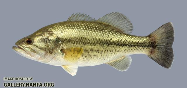 Micropterus salmoides  Largemouth Bass 1191