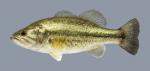 Micropterus salmoides  Largemouth Bass 1191