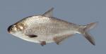 Dorosoma cepedianum Gizzard Shad 1156 