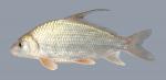 Carpiodes cyprinus  Quillback 84-1