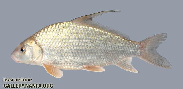 Carpiodes cyprinus  Quillback 84-1