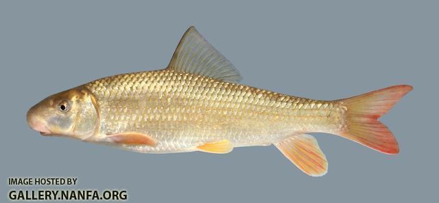 Moxostoma carinatum River Redhorse 321