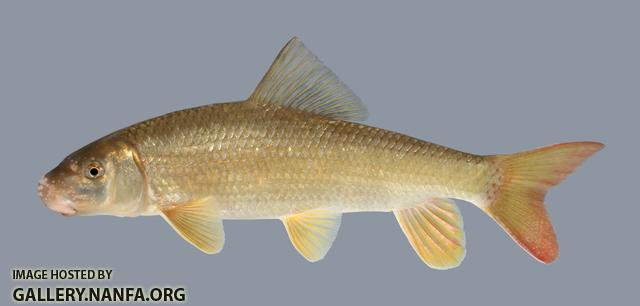 Moxostoma carinatum River Redhorse 826