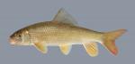 Moxostoma carinatum River Redhorse 826