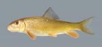 Moxostoma erythrurum  Golden Redhorse 463