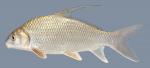 Carpiodes cyprinus Quillback 1486-2