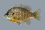 Lepomis macrochirus Bluegill 2086