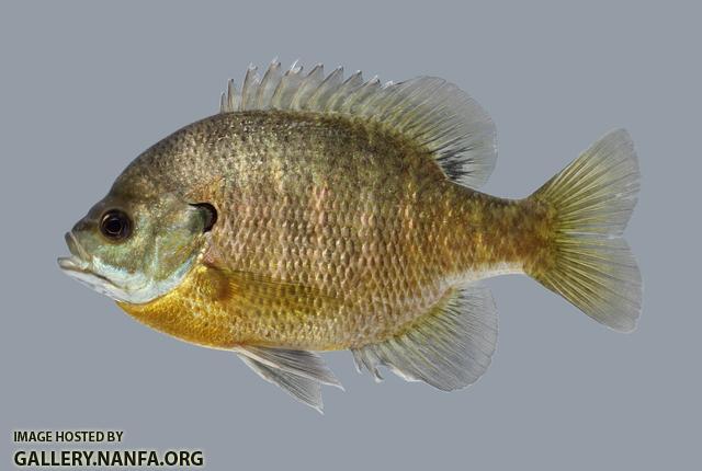 Lepomis macrochirus Bluegill 2086