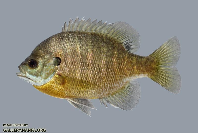 Lepomis macrochirus Bluegill 2086