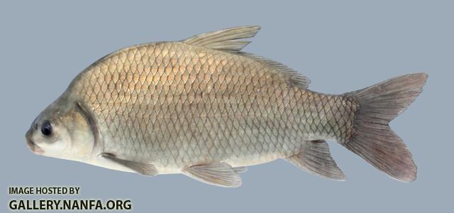 Ictiobus bubalus Smallmouth Buffalo 2117