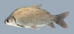 Ictiobus bubalus Smallmouth Buffalo 2117