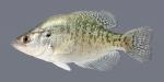 Pomoxis annularis White Crappie 2215 