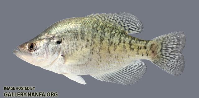 Pomoxis annularis White Crappie 2215 