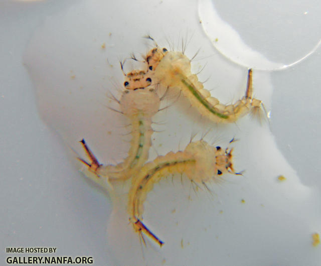 mosquito larvae