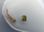 mosquito larvae and pupae