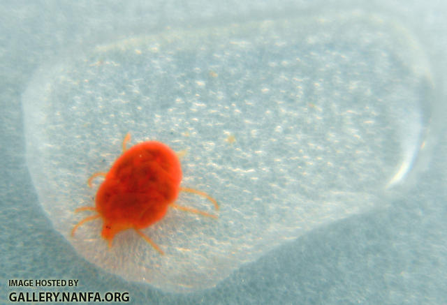 red water mite