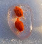 red water mite