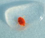 red water mite