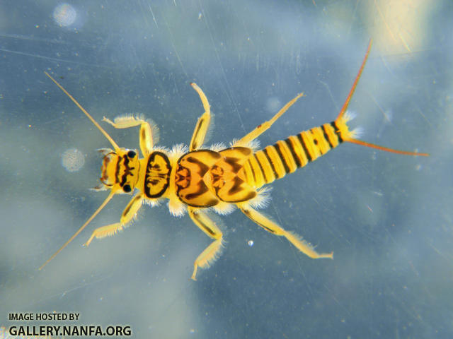 stonefly nymph