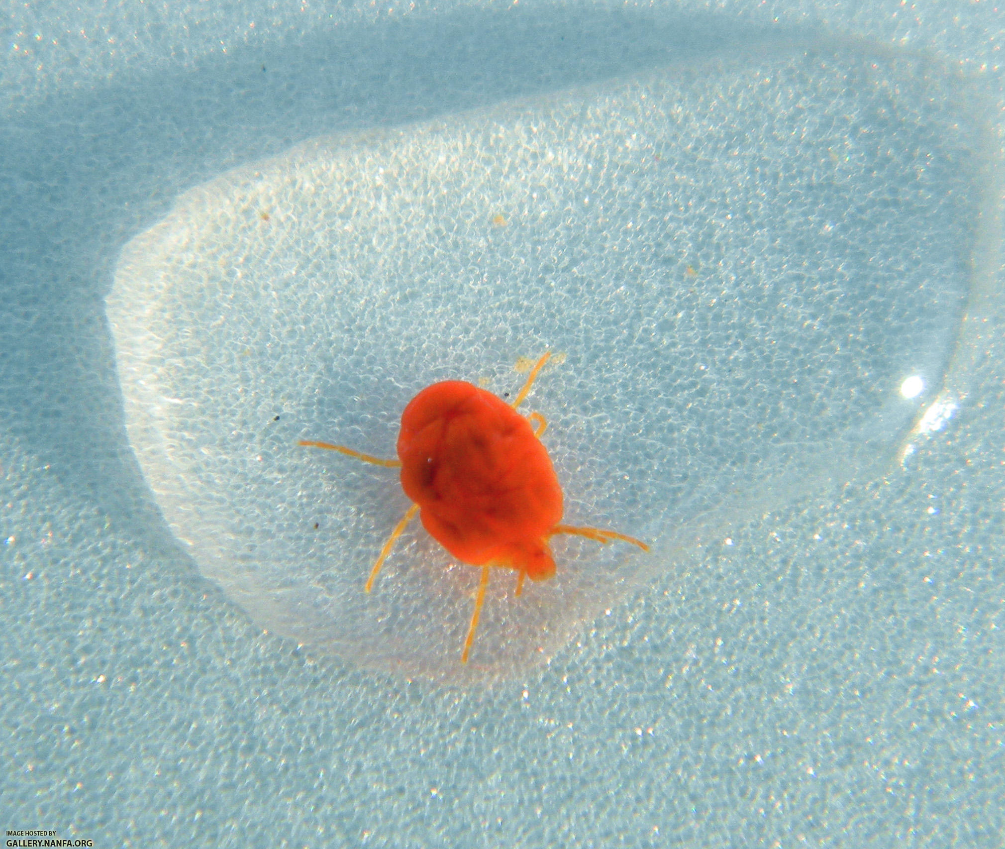 red water mite