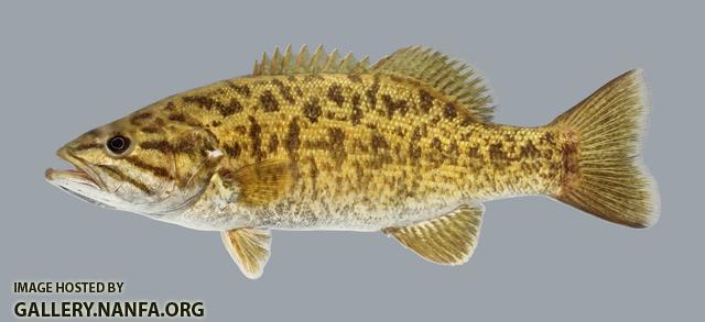 Micropterus dolomieu Smallmouth Bass 2488-1