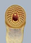 Ichthyomyzon castaneus Chestnut Lamprey2625