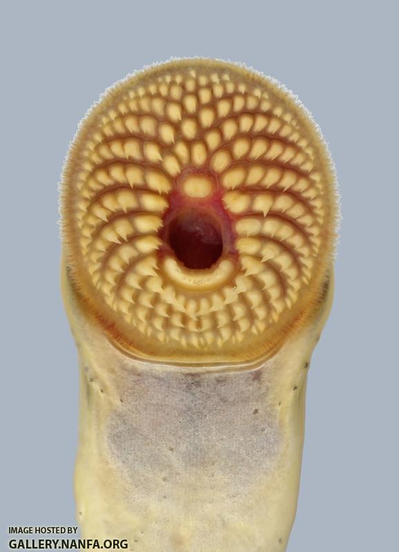 Ichthyomyzon castaneus Chestnut Lamprey2625