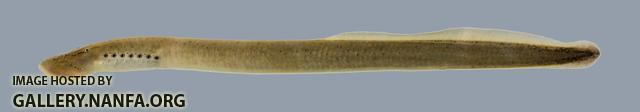 Ichthyomyzon castaneus Chestnut Lamprey 2767