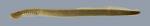 Ichthyomyzon castaneus Chestnut Lamprey 2767