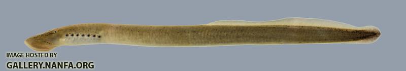 Ichthyomyzon castaneus Chestnut Lamprey 2767