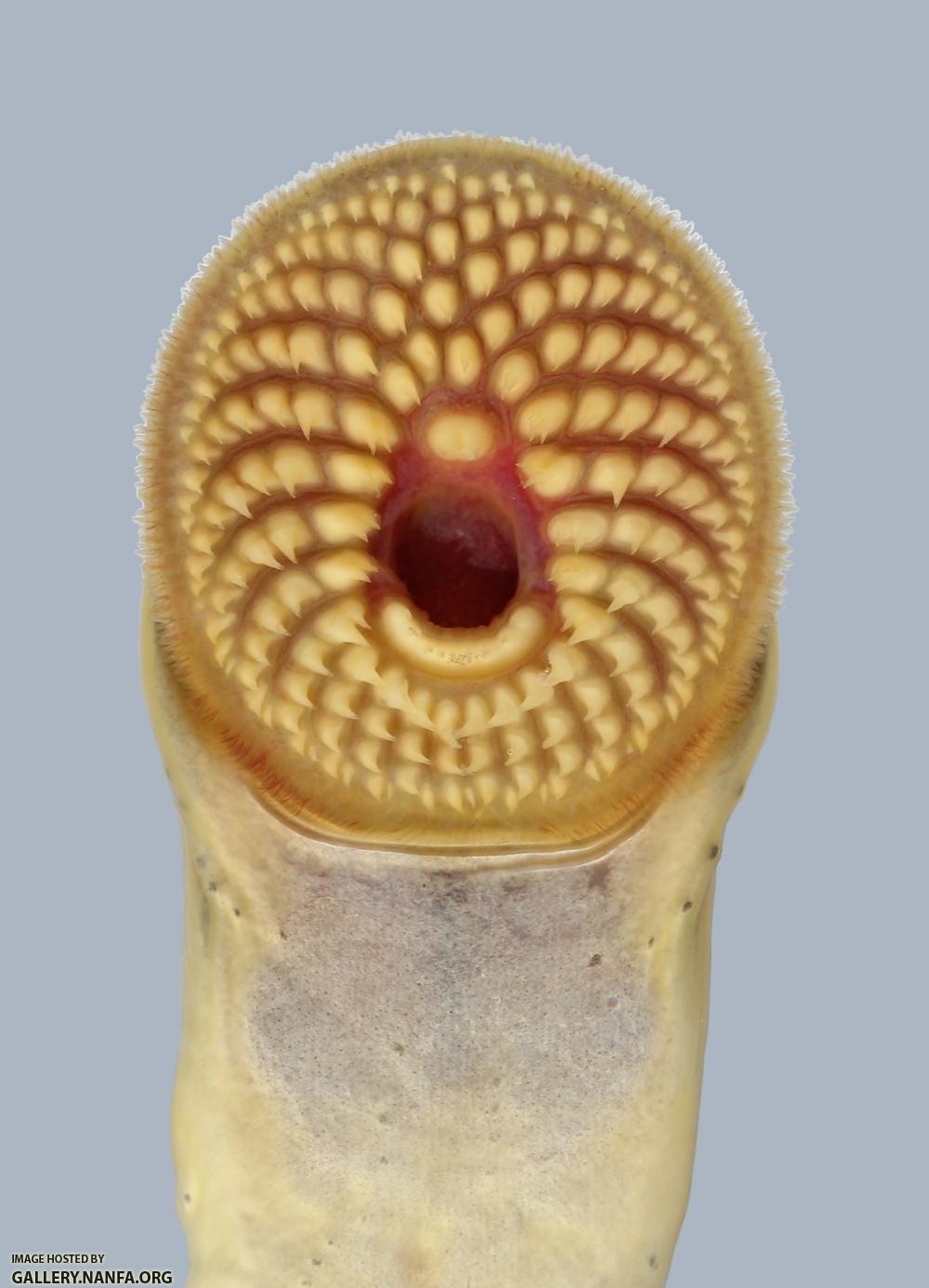 Ichthyomyzon castaneus Chestnut Lamprey2625
