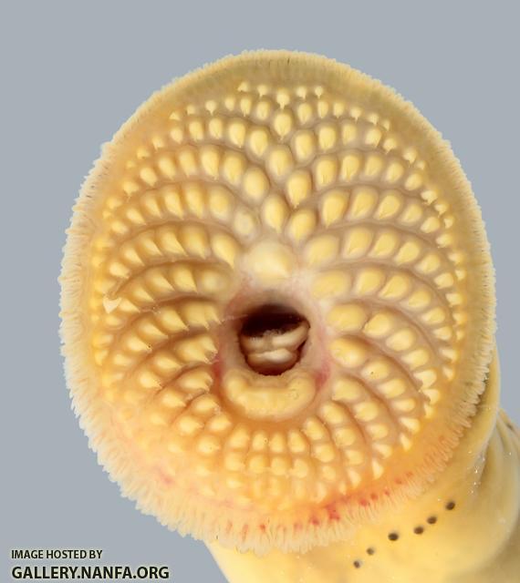 Ichthyomyzon castaneus Chestnut Lamprey 2779