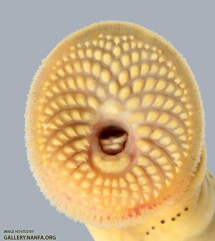 Ichthyomyzon castaneus Chestnut Lamprey 2779