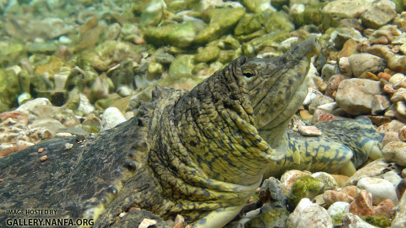 western spiny softshell turtle