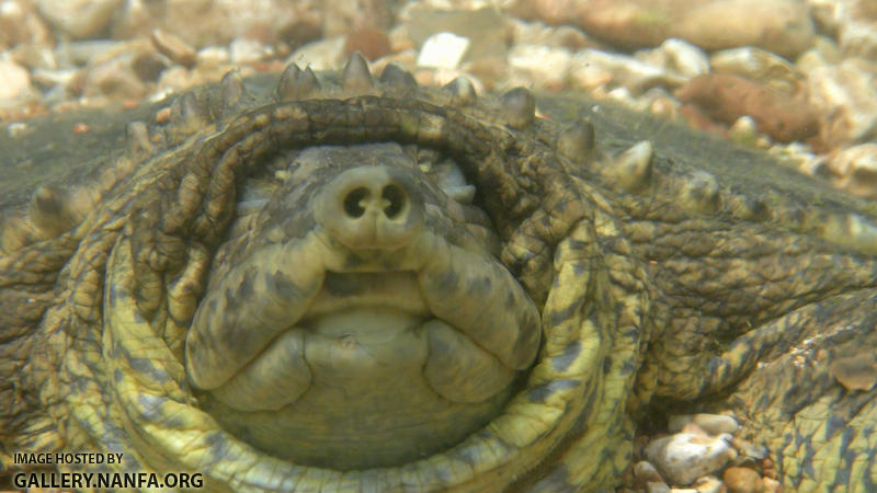 western spiny softshell nostrils