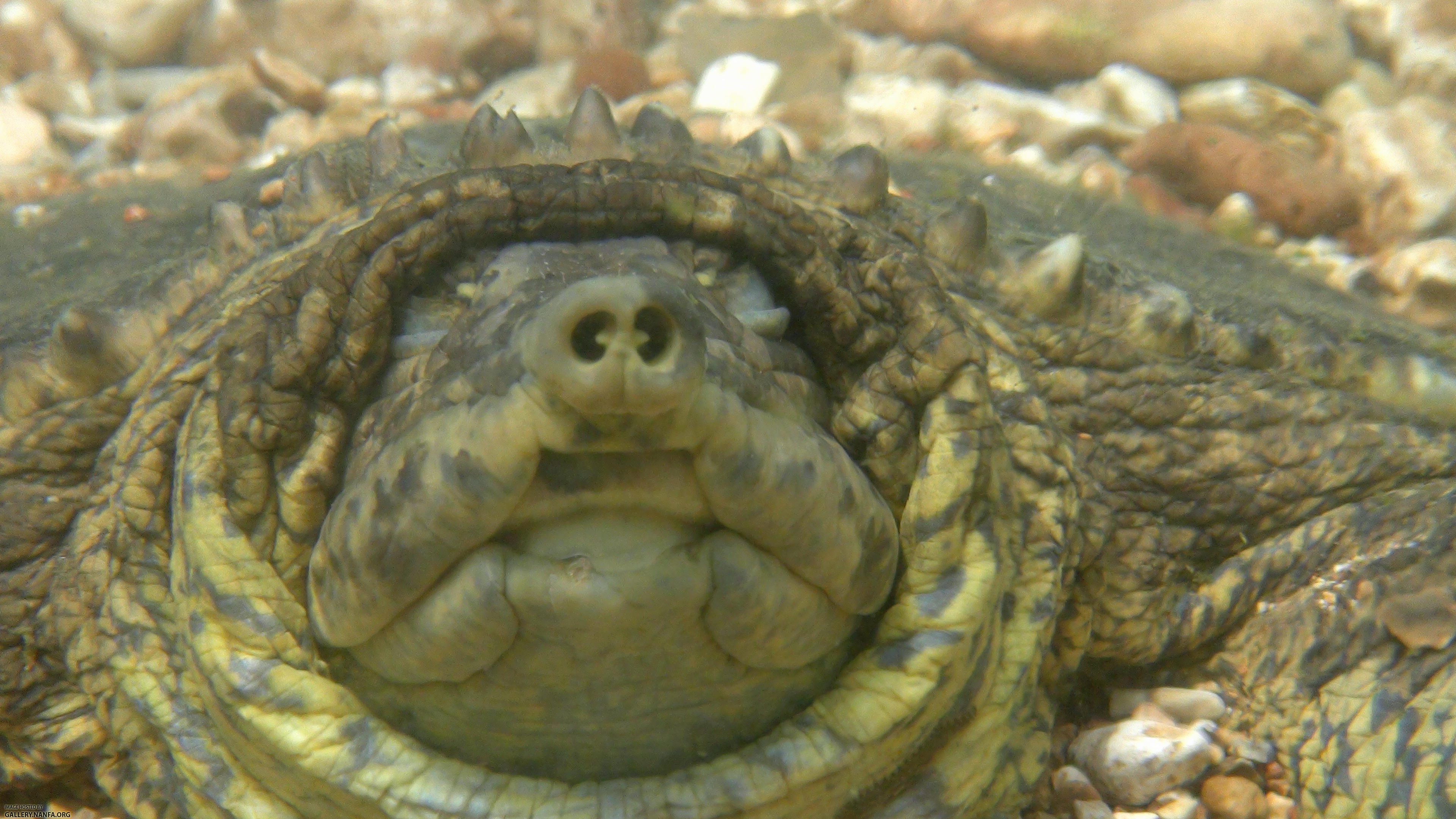 western spiny softshell nostrils