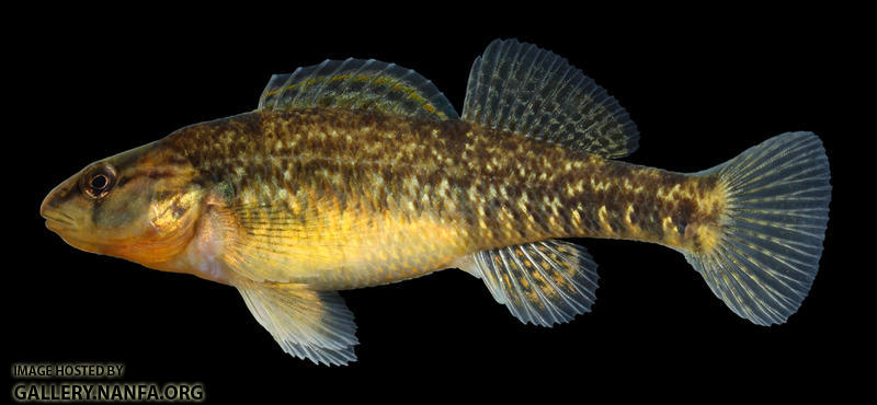 Etheostoma caeruleum