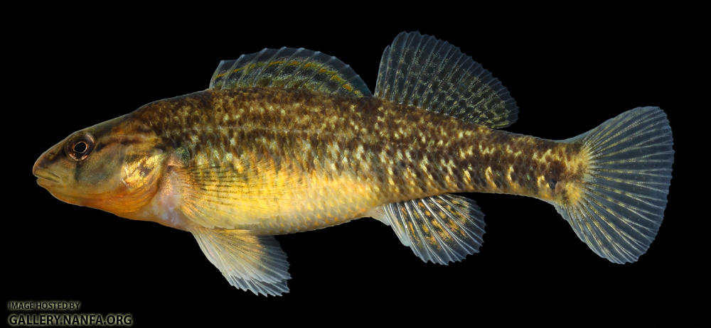 Etheostoma caeruleum