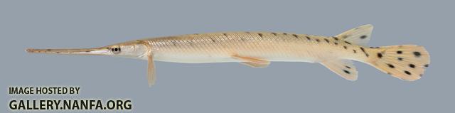 Lepisosteus osseus Longnose Gar 2868