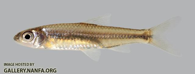 Notropis volucellus 3695-1 Mimic Shiner 