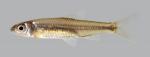 Notropis volucellus 3695-1 Mimic Shiner 