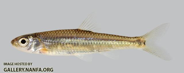 Notropis greenei Wedgespot Shiner  3719-2