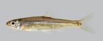 Notropis greenei Wedgespot Shiner  3719-2