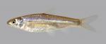 Hybognathus nuchalis Mississippi Silvery Minnow 3755-1 