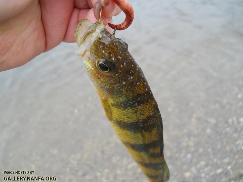 perch 3