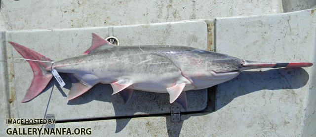 Oklahoma paddlefish