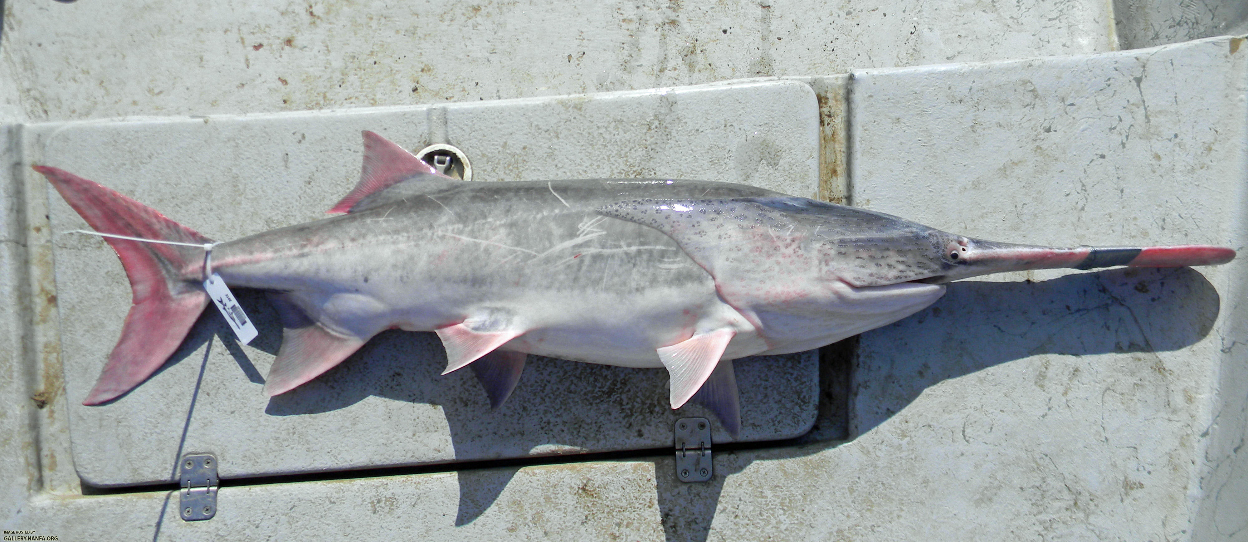 Oklahoma paddlefish