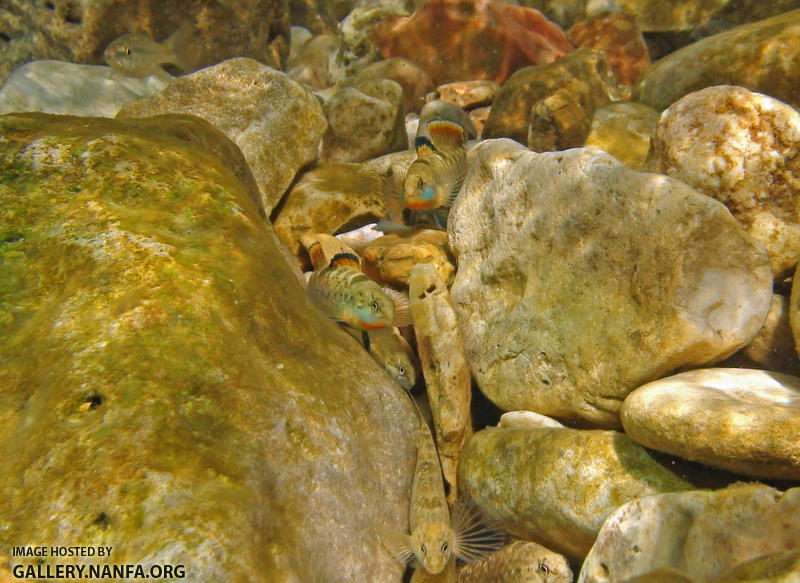 rainbow darters