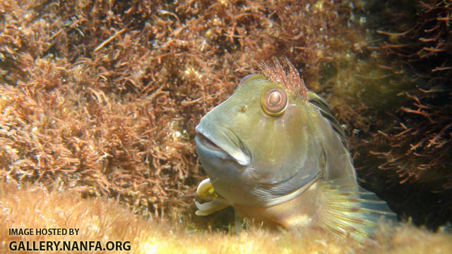 molly miller blenny - Destin, FL