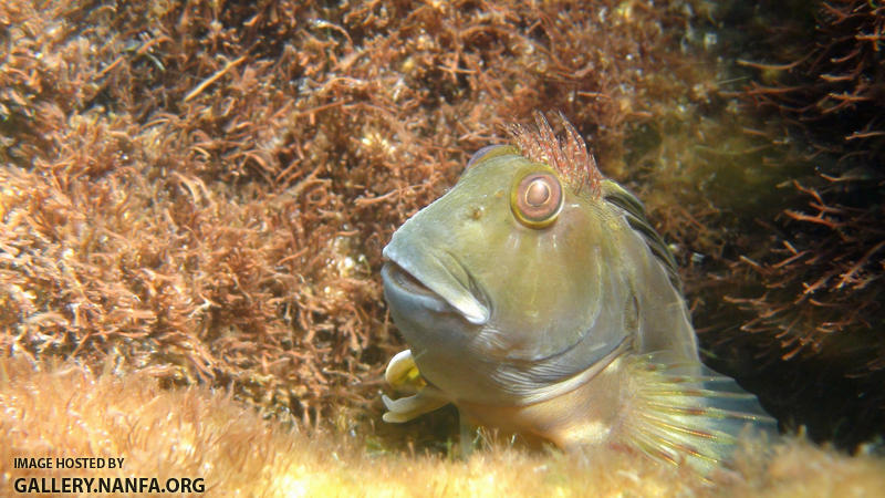 molly miller blenny - Destin, FL